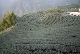 「軟鞍八卦茶園」的圖片搜尋結果