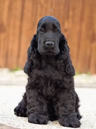 Pin By Alicia Boyd On Innocence In 2020 Black Cocker Spaniel Cocker Spaniel Puppies English Cocker Spaniel Puppies