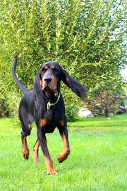 Black And Tan Coonhound Vs Bloodhound Pin By Megan Wagner On Black Tan Coonhounds Bloodhound Dogs Hound Dog Breeds Coonhound Puppy