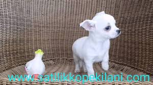 Sivava Yavru 05412625853 Youtube
