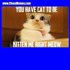 Kitten Me Clean Memes