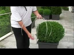 Aber wann ist der beste zeitpunkt? Buchsbaum Schneiden Mit Egrola Kugelschnitt Schablonen Mp4 Youtube Buchsbaum Garten Buchsbaum Formschnitt Garten
