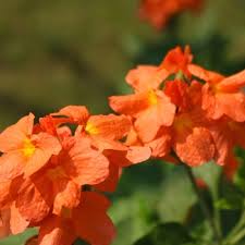 Image result for Crossandra fruticulosa