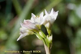 Image result for Nothoscordum borbonicum