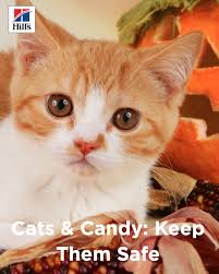 Cats Candy Foods To Avoid For Halloween Hill S Pet Cats Pet Health Care Cat Care