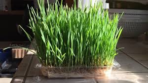 At last, a plant your cat should eat. How To Grow Wheatgrass Without Soil In 12 Days Daisy Creek Farms Youtube