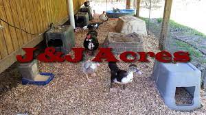 Here's some of my favorite duck and chicken coops that are giving me all the inspo. Duck House Chicken Coop And Other Poultry Coop Bedding Youtube