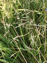 Image result for Urochloa leersioides
