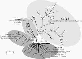 Image result for Englerina