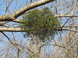 Image result for Viscum obscurum