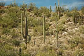 Once the sun is high enough to melt it, we will open it up. Saguaro National Park Nhnomads Com