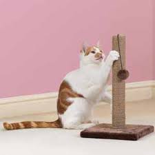 Carlos the cactus my very own scratching post} #illtrytostopusingthecouch #lunasweenraldobar #adventurecat #adventurekitty #blackcatsofinstagram #thisisac #diycactuscatscratcher #diycatscratcher #diycactus. Pets At Home Powell Cat Scratch Post Pets At Home