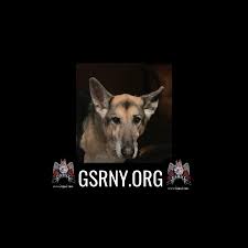 Gchs ch sirius park's midnight train to georgia akc dna #v786728 ofa26g ofel26 (dn43556102), dam: German Shepherd Rescue Of Ny Inc Home Facebook
