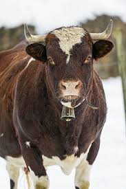 Cute Cow Looking At Me Cute Cows Cow Animals