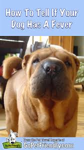 Fortunately, determining if whether your dog has a fever or not is pretty doable. Determining Whether Your Dog Has A Fever Is Tricky These Tips Will Help You Recognize The Symptoms And Decide What To Do When Y Dog Temperature Dogs Dog Fever
