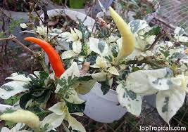 Image result for Siphonochilus kirkii - yellow-flowered form