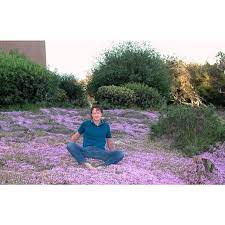 Check spelling or type a new query. Trample Me English Creeping Thyme All Mother Of Thyme Purple Creeping Thyme Mother Of Thyme Creeping Thyme Thyme All Mothers