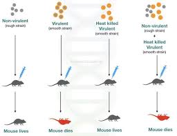 Pin On Genetic Education