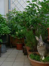 Jardiner Pour Son Lapin La Dure Vie Du Lapin Urbain