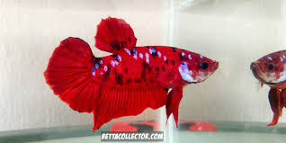 Penjelasan Lengkap Ikan Cupang Giant Cupang Para Sultan Betta Collector Ikan Cupang Betta Aquarium Ikan