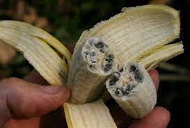 Wild Bananas Contain Large Seeds Our Commercial Bananas Which Are For The Most Part The Cavendish Variety Have Been Spe Banana Banana Contains Food Source