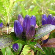 Image result for Gentianaceae