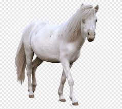 Maybe you would like to learn more about one of these? American Miniature Horse Araber Mustang Hengst Stute Amerikanisches Miniaturpferd Arabisches Pferd Png Pngegg