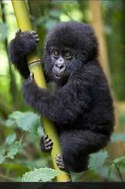 صور غوريلات معلومات وانواع الغوريلا cute baby animals baby animals cute animals