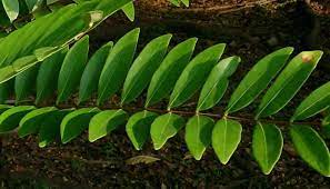 With scientific advances we now know 4) search the company name online search the company name in google, because if they do suck, then people are going to be on there letting you. Tongkat Ali Herb Uses Side Effects And Health Benefits