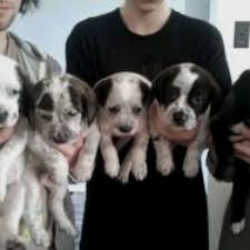 Check spelling or type a new query. American Pitbull And Border Collie Mix American Pitbull Border Collie Mix Puppies