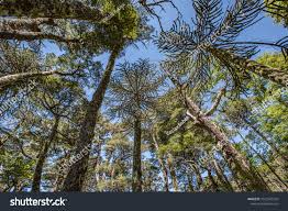 Image result for Arauk rie Araucaria