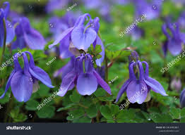 Image result for Aquilegia flabellata ministar