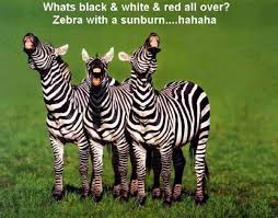 What Is Black And White And Red All Over Joke Zebra Joke Laughing Animals Silly Animals Animals Wild