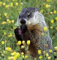 Learn about their unique eating patterns. Groundhogs Are Ground Dwelling Rodents Belonging To The Squirrel Family They Re Also Called Whistle Pigs And Groundhog Groundhog Day Groundhog See His Shadow