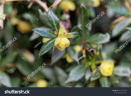 Image result for Berberis verruculosa