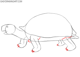 Learning how to draw a turtle: How To Draw A Tortoise Easy Drawing Art