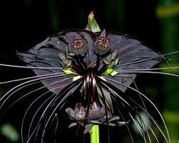 My New Obsession Rare Flowers Strange Flowers Orchid Seeds