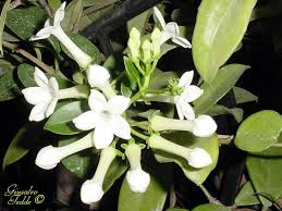 Trova ispirazione scegli tra migliaia di prodotti arreda la casa senza uguali. Fiori Bianchi Molto Profumati