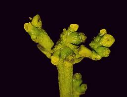Image result for Viscum littorum