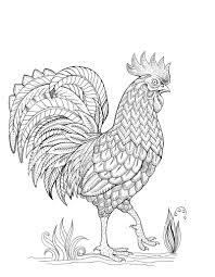Ya sebenarnya ayam ini termasuk dari jenis burung. Contoh Gambar Mewarnai Gambaran Ayam Kataucap
