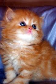 They prefer living in a quiet environment and require daily love and attention, they will let you know if you weren't affectionate looking for pet cats to adopt? Chinchilla Pets And Animals Forsale New York