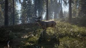 Blacktail Deer Thehunter Cotw Wiki Fandom