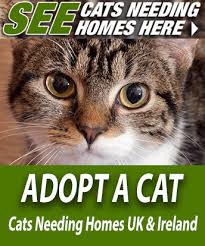 When annex cat rescue adopter gillian set out to find a new cat to join her family, she only had one item on her wish list: Adopt A Rescue Cat Or Kitten Uk And Ireland Cat Chat