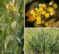 Image result for Clutia monticola