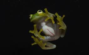 Image result for glass frog