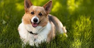 Check out our corgi gifts selection for the very best in unique or custom, handmade pieces from our shops. Quality Corgi Puppies For Sale United States
