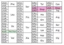 How To Memorize The Codons And Their Corresponding Amino
