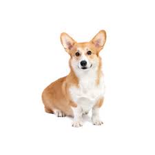 Chibi is one of those backyard breeder puppies, so i hope what i share today will help future corgi owners be more prepared when looking for the dog of their dreams. Pembroke Welsh Corgi Puppies Houston Tx Petland Katy