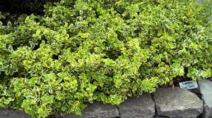 Easy care and low maintenance. Gold Splash Wintercreeper Euonymus Youtube