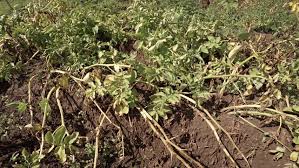 The entire plant may die before the potato reaches maturity.potatoes often show signs of browning at the stem with decay where stolens are attached. Tops Of Potato Plants On Stock Footage Video 100 Royalty Free 23468176 Shutterstock